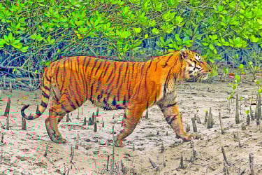 বিশ্ব বাঘ দিবস আজ