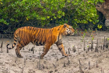 বিশ্ব বাঘ দিবস আজ