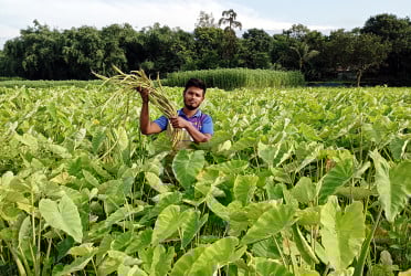 কচুর লতিতেই ভাগ্য বদলের স্বপ্ন কৃষকের