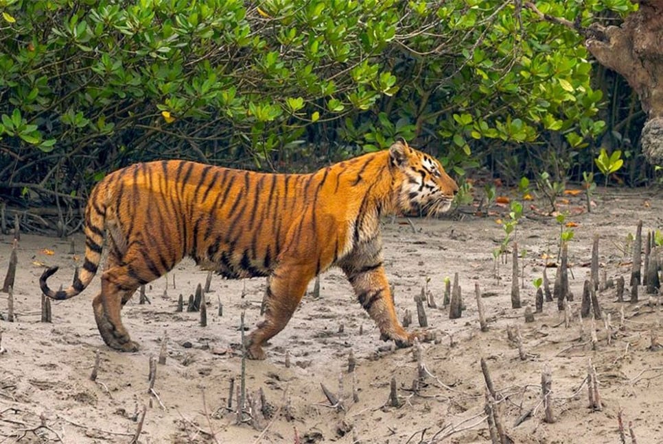 সুন্দরবনে বাঘের সংখ্যা বেড়ে ১২৫