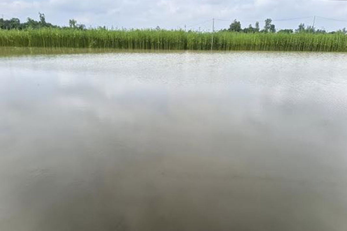 তিস্তার পানি বৃদ্ধি, বন্যার আশঙ্কা