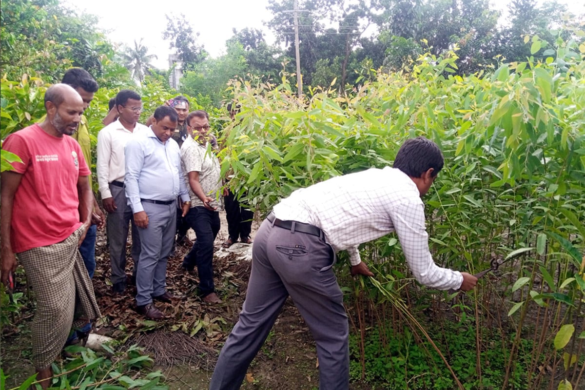 ফুলবাড়ীতে ২ হাজার ইউক্যালিপ্টাস গাছের চারা ধ্বংস