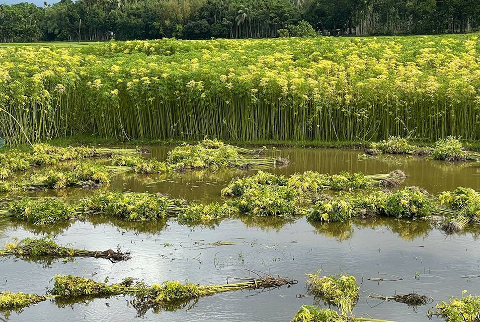 ন্যায্যমূল্য না পাওয়ায় হাওরাঞ্চলে পাট চাষে আগ্রহ হারাচ্ছেন চাষিরা
