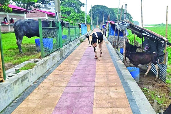 কোটি টাকার সড়কের রেলিং যেন গরু বাঁধার খুঁটি!