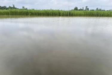 তিস্তার পানি বৃদ্ধি, বন্যার আশঙ্কা