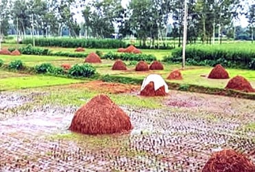 অতি বৃষ্টিতে ধানের খড় নষ্ট, বিপাকে খামারিরা