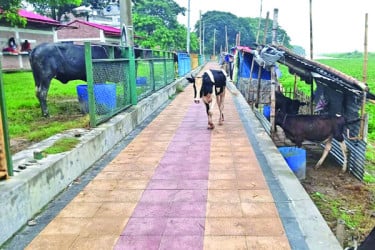 কোটি টাকার সড়কের রেলিং যেন গরু বাঁধার খুঁটি!