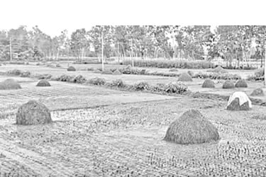 অতি বৃষ্টিতে ধানের খড় নষ্ট, বিপাকে খামারিরা