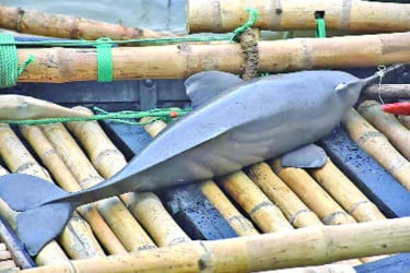 পদ্মায় ধরা পড়ল এক মণ ওজনের ডলফিন