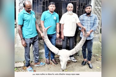 ১৮৫ বছরের বন মহিষের করোটি জমা হলো পাহাড়পুর যাদুঘরে