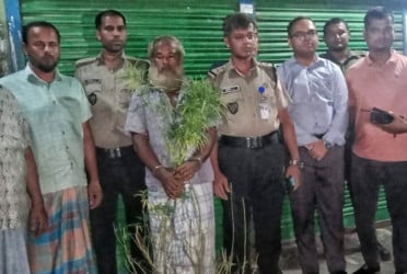 কুমিল্লায় সবজির জমিতে গাঁজার চাষ