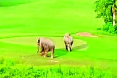লোকালয়ে ঘুরে বেড়াচ্ছে হাতি