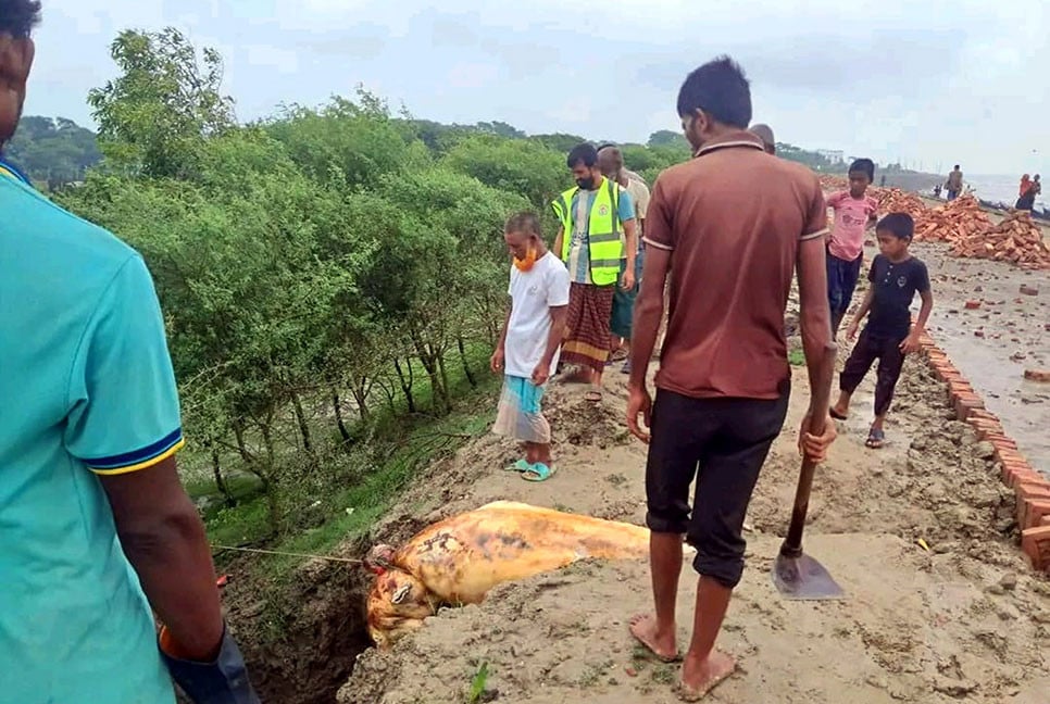 কুয়াকাটা সৈকতে ভেসে এলো মৃত ডল‌ফিন