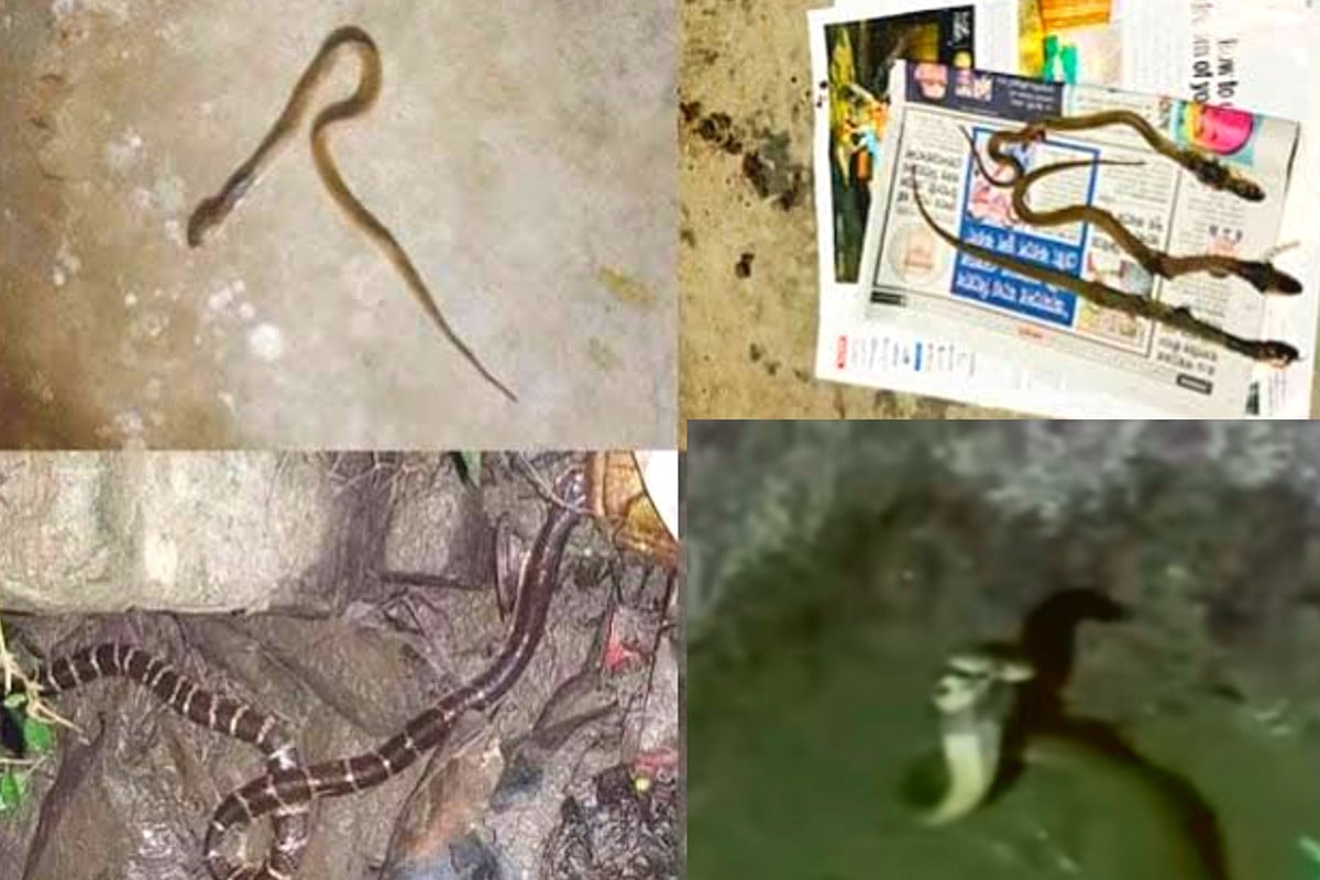 ইবির ক্যাম্পাসে সাপ আতঙ্ক