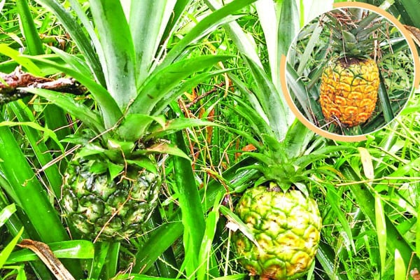 দেশের মাটিতে বিদেশি আনারস