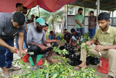 দেড় লক্ষাধিক বিনালেবু-১ চারা পাবেন শিক্ষার্থীরা