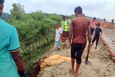 কুয়াকাটা সৈকতে ভেসে এলো মৃত ডল‌ফিন