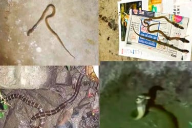ইবির ক্যাম্পাসে সাপ আতঙ্ক