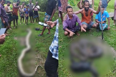 ছাগল খেয়ে ফেলায় অজগরকে পিটিয়ে মারল গ্রামবাসী