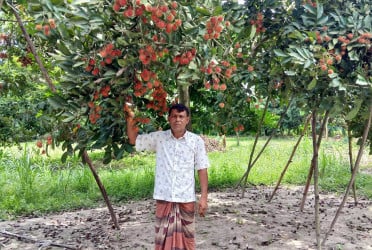 দিনাজপুরে বিদেশি ফল চাষে সফলতা