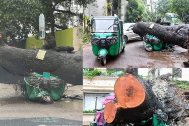ধানমন্ডিতে রাস্তায় ভেঙে পড়ল বিশাল গাছ, দুমড়েমুচড়ে গেছে কয়েকটি গাড়ি