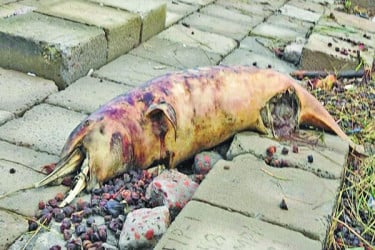 কুয়াকাটা সৈকতে ভেসে এলো মৃত ডলফিন
