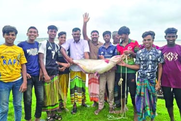 পদ্মায় ধরা পড়ল ২৫ কেজির পাঙাশ