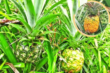 দেশের মাটিতে বিদেশি আনারস