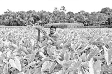 আগ্রহ বাড়ছে কচুর লতি চাষে