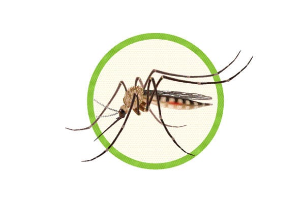 ডেঙ্গুতে একজনের মৃত্যু হাসপাতালে ভর্তি ২০৯