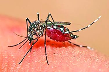 ডেঙ্গুতে হাসপাতালে ভর্তি রোগী ২১ হাজার ছাড়াল