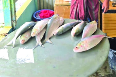 পদ্মার এক ইলিশের দাম ১২৪৮০ টাকা