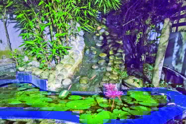 লাল শাপলার সৌন্দর্য