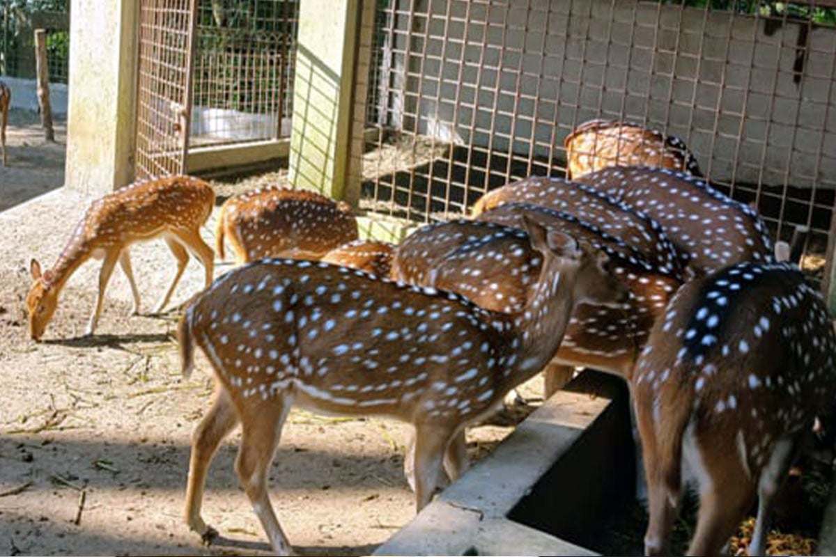 দুর্গাসাগর দীঘির খাঁচা থেকে হরিণ উধাও