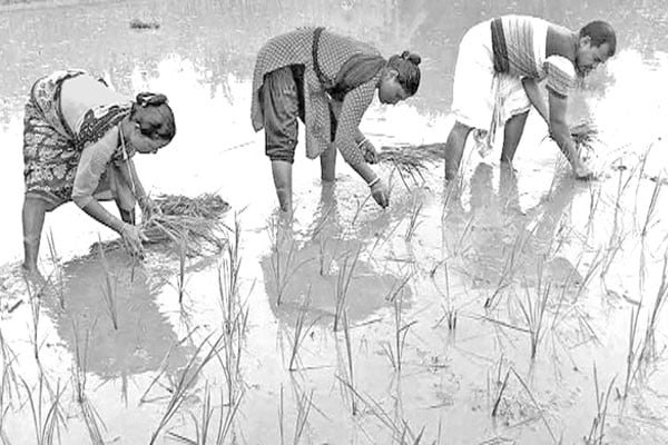 ভারী বৃষ্টি, হাসি আমন চাষিদের