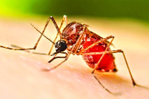 ডেঙ্গুতে আরও তিনজনের মৃত্যু