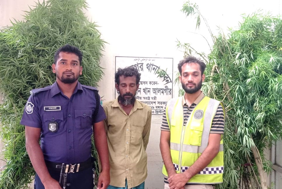 মুজিবনগরে বসতবাড়ির পেছন থেকে গাঁজার গাছ উদ্ধার, আটক ১