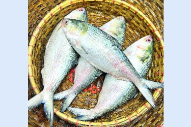 ভরা মৌসুমেও মিলছে না ইলিশ, আকাশছোঁয়া দাম