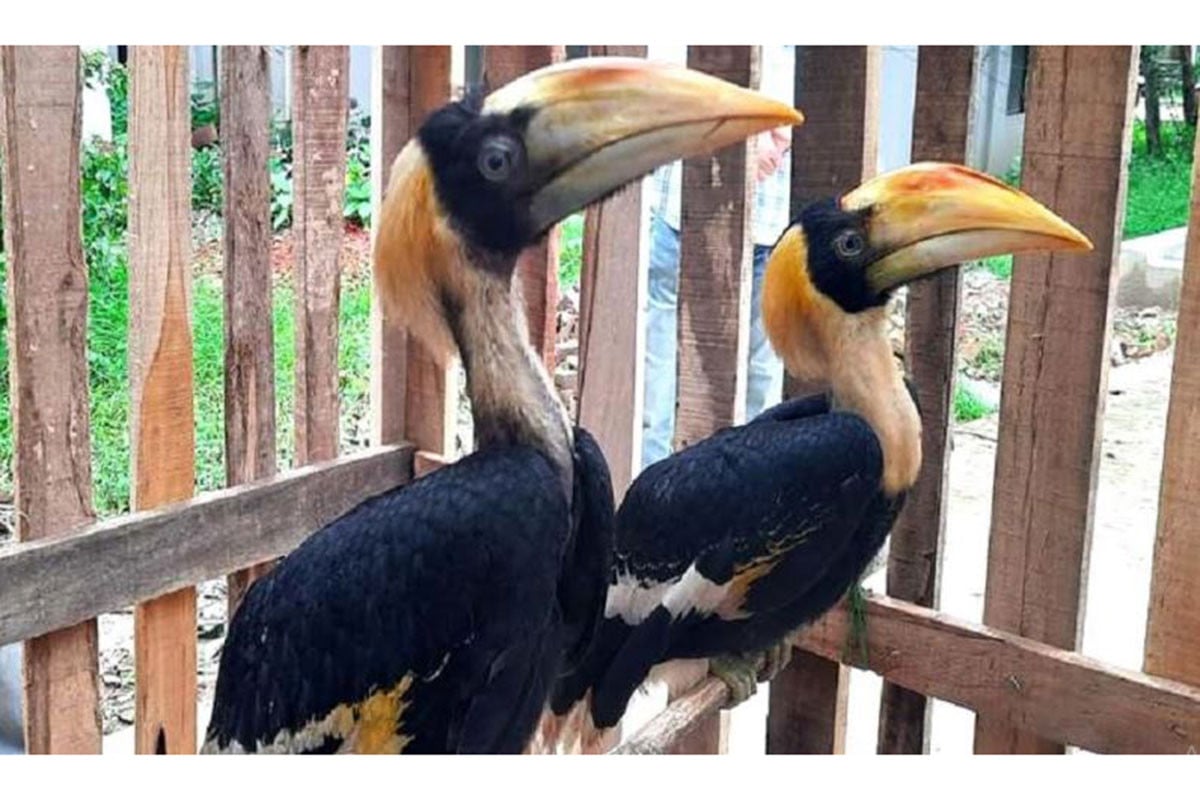 বান্দরবান থেকে ২টি রাজ ধনেশ পাখি উদ্ধার