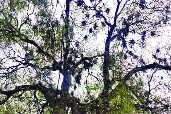 অন্যরকম পাখিবাড়ি