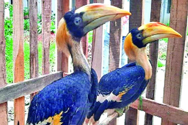 দুটি রাজ ধনেশ উদ্ধার