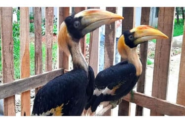 বান্দরবান থেকে ২টি রাজ ধনেশ পাখি উদ্ধার
