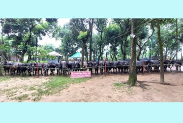 বিজিবির উপর চোরাকারবারীদের হামলা, ২ কোটি টাকার গরু-মহিষ আটক