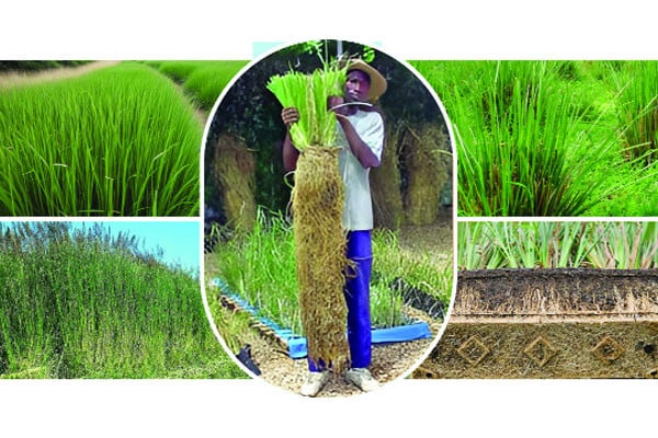 ভেটিভার : ভূমিধস রোধে এক জাদুকর ঘাস