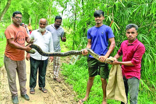 বাঁশঝাড় থেকে অজগর উদ্ধার