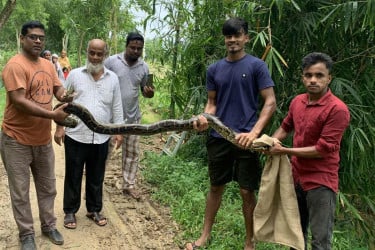 শ্রীমঙ্গলে বাঁশঝাড় থেকে অজগর উদ্ধার