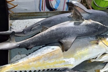 কলাপাড়ায় হাঙ্গর জব্দ