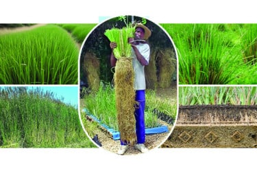 ভেটিভার : ভূমিধস রোধে এক জাদুকর ঘাস
