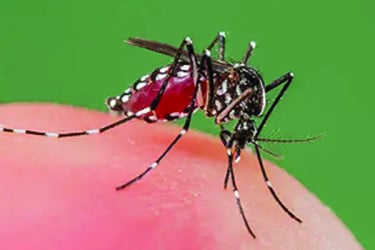 ৫৭ ভাগ বাড়িতে এডিসের লার্ভা