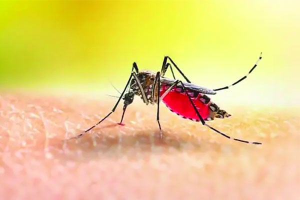 ডেঙ্গুতে মৃত্যু ১০০ ছুঁইছুঁই